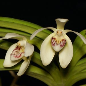 Vanda pumila, Fragrant orchid, Long-lasting, Blooming Size, Species Orchid - Live plant Yellow Flower