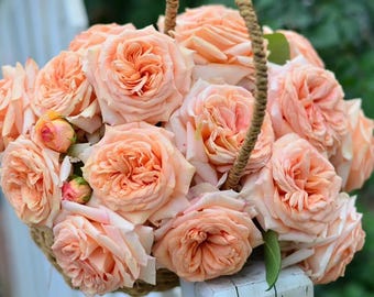 Rare Rose【Lady Capri】, Shrub Rose (卡普里夫人), 3-5gal Live Plant, Strong Fragrance Rose, Cut Flower Rose, Award-Winning Rose