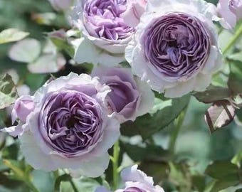 Rare Rose【Lilas】, Shrub Rose (丽拉), 2-3gal Live Plant,  Rose, Strong Fragrance, Heat Tolerant Rose