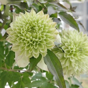 Amazon.co.jp: clematis [DVD] : 遊佐未森: DVD