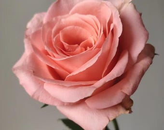 Rare Rose 'Martha', Shrub Rose (慕斯玫瑰), 2-3gal Live Plant, Cut Flower Rose, Long Vase Life Rose, Heat Tolerance, Coral Pink Flower, Soft Tone