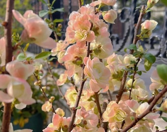 Japanese Flowering Quince 'Caiyu Rose Promise' 彩玉玫瑰之约, 2-3gal Live Plant, Flowering Quince Bonsai, Chaenomeles speciosa, Color Changing