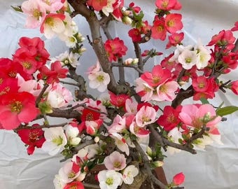 Japanese Flowering Quince 'Toyo nishiki’ 东洋锦, 2gal Live Plant, multi-color Quince Bonsai, Chaenomeles speciosa
