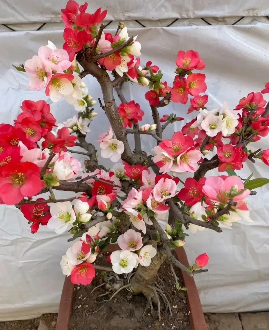 carmona bonsai blte Bonsai Carmona
