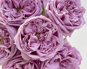 Rare Rose【Repartil】, Shrub Rose (重启), 2gal Live Plant,  Rose, Strong Fragrance, Rose for Cutting, Repeat Blooming Rose