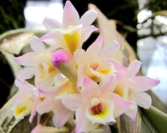 Dendrobium pseudolamellatum, Blooming Size, White Pink Flowers, Species Orchid - Live Plant