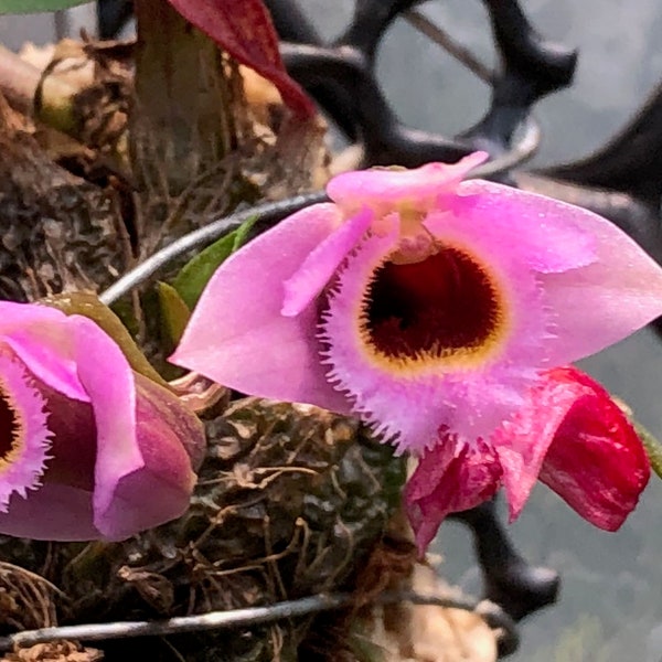 Dendrobium Fuscifaucium, Orchid Pink Yellow Purple