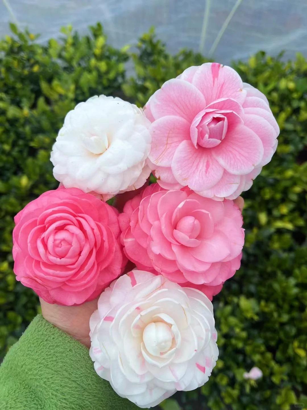 Camellia Japonica 'shiba Xueshi' 十八学士 **hand Selected Plant