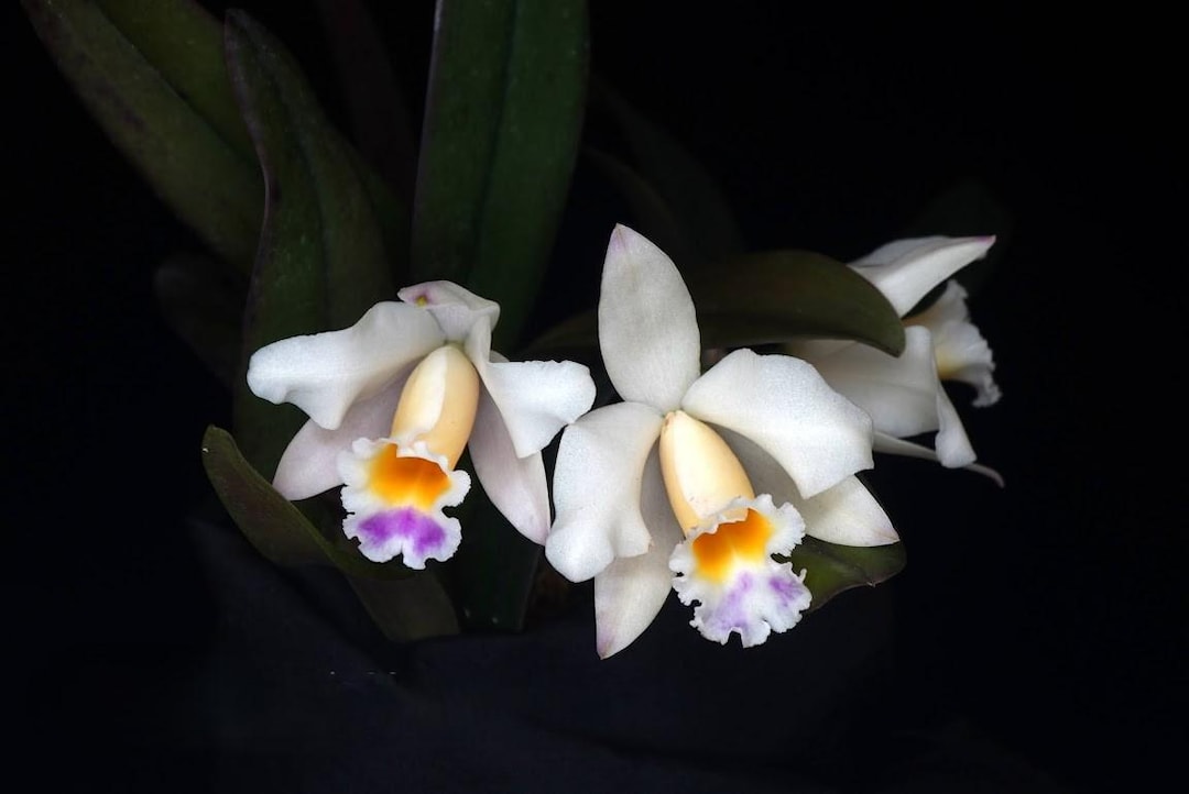 Cattleya Memoria Marina Camilo (C. Luteola X C. Alaorii), Blooming