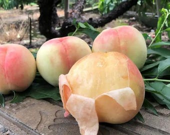 Hakuho Honey Peach Tree 白凤水蜜桃, Grafted Fruit Tree Bare-root, Top 1  Peach, Premium Big Juicy Sweet Peach, Melting Peach, Huge Peach