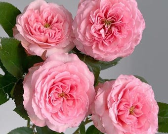 Rare Rose 'Mayra's Rose Pink', Popular Rose (粉梅拉), 2-3gal Live Plant, Shrub Rose, Cut Rose Variety, Long-lasting Bloom, Cold Hardy Roses