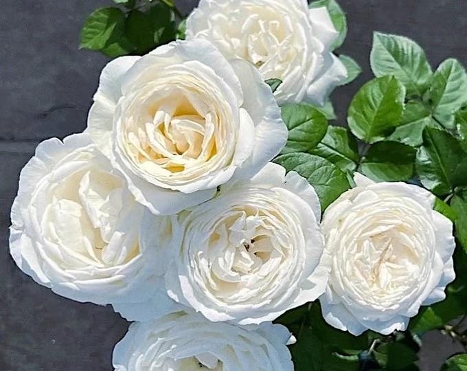 Strongly Fragrant Roses Rare Rose 'yves Wedding Road' 伊芙婚礼之路 Shrub Rose, 2-3gal Live Plant ...