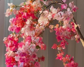 Rare Bougainvillea 'Maharani' 橙口红, 2-3gal Live Plant, multicolor Pink Red White vine plant, color changing, Fast-Growing, Easy Care