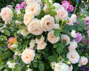 Rare Rose 'Jianqiu Shui' 剪秋水 Climbing Rose, 2-3gal Live Plant, Tianlang Rose, Beautiful Eye Rose, Floribunda Rose, Pink Apricot Flower Red