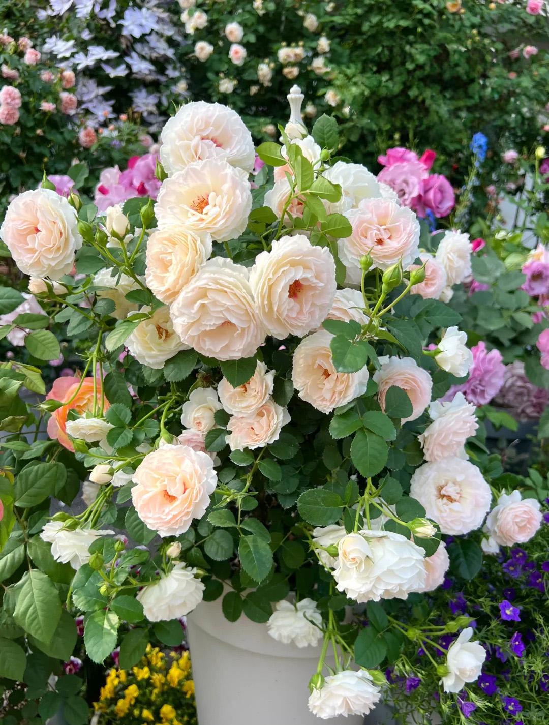 Japanese Red Rose Bush - Etsy