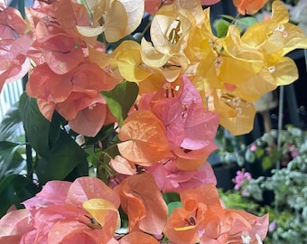 Rare Bougainvillea 'Adarna' 阿达娜, 2gal Live Plant, vine plant, Orange Yellow & Pink Blooms, color changing, Fast-Growing, Easy Care