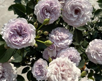 Rare Rose【Jise】, Shrub Rose (霁色), 2-3gal Live Plant, Tianlang Rose, Citrus Old-Rose Fragrance