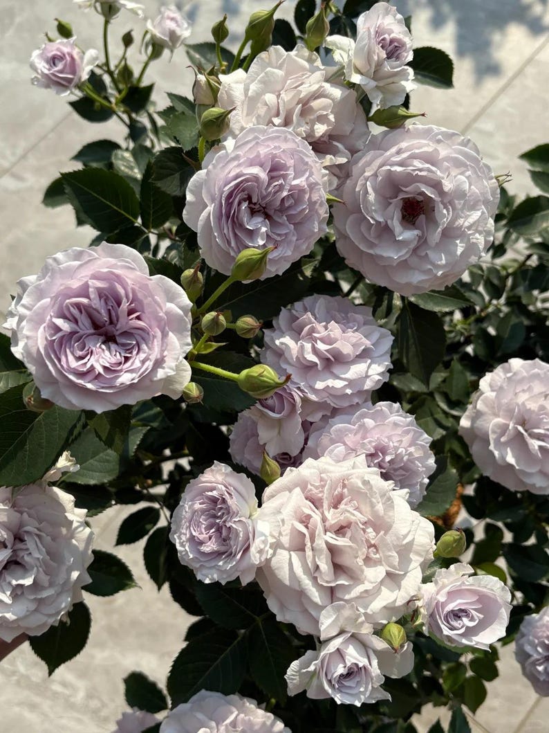 Coel Shrub Roses Rare Rose 'jise' 霁色 Shrub Rose, 2-3gal Live Plant, Tianlang Rose, Heat ...