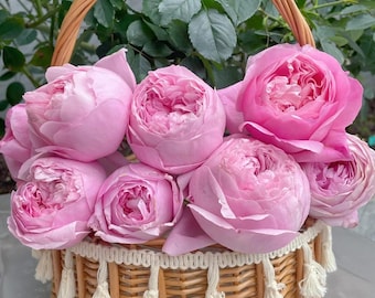 Rare Rose 'Hejiao' 和娇 Shrub Rose 2-3gal Live Plant, Tianlang Rose, Strong Fragrant Rose, Floribunda Rose, Large Bloom Pink Flower rose