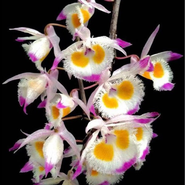 Dendrobium devonianum, 2" pot, Orchid Yellow Pink White