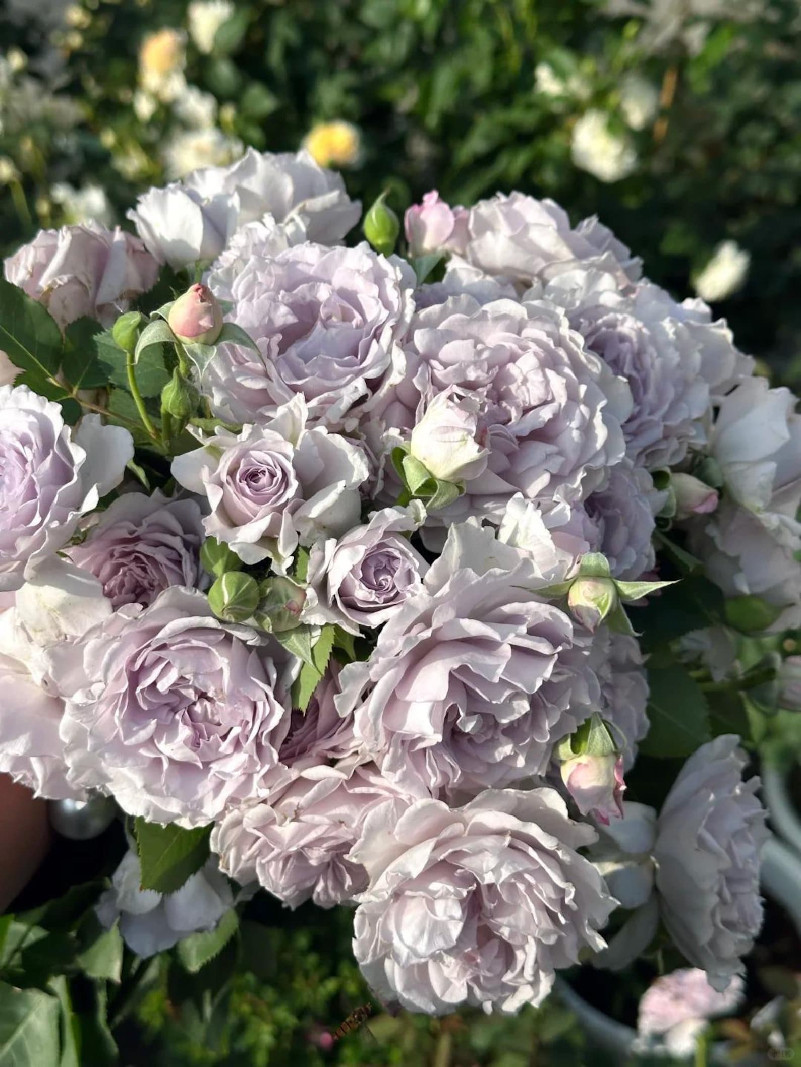 Coel Shrub Roses Rare Rose 'jise' 霁色 Shrub Rose, 2-3gal Live Plant, Tianlang Rose, Heat ...
