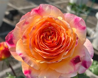 Rare Rose 'Poetica' 诗歌 Shrub Rose 3-5gal Live Plant, Popular Bicolor Rose, Long Vase Life, Cut Flower Rose, Sweet Fruity Scent Orange Pink