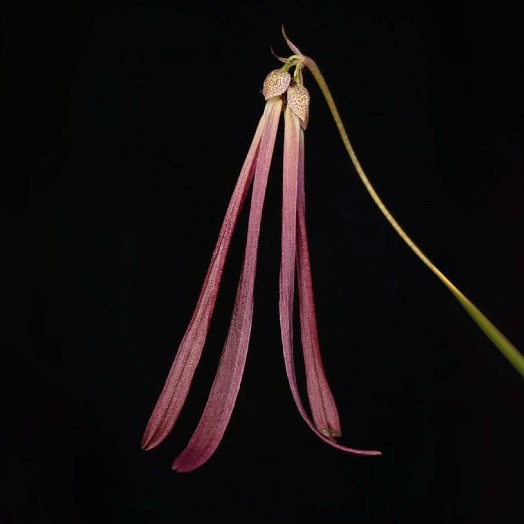 Bulbophyllum plumatum, Fragrant, Miniature, Blooming Size, Elegant Red Petals, Species Orchid - Live Plant