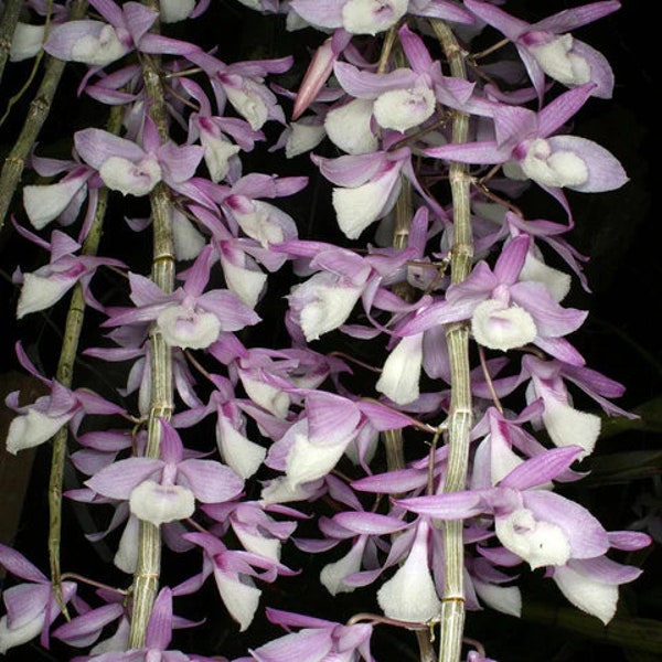 Dendrobium aphyllum, mounted, Blooming size, Orchid Pink White, Fragrant orchid