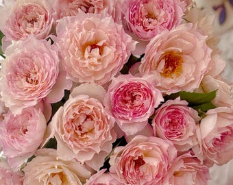 Rare Rose 'Jade Bowl Lace' 玉碗纱 Shrub Rose 2-3gal Live Plant, Color Change, Heat Resistant, Pink Cream Tianlang Rose