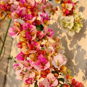 Bougainvillea Yellow Variegated - Etsy