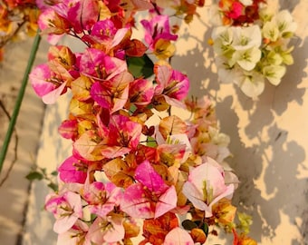 Rare Bougainvillea 'Vodka Ocean' 飞鸟, 2-3gal Live Plant, Color changing multicolor Orange yellow purple white pink vine plant, Fast-Growing