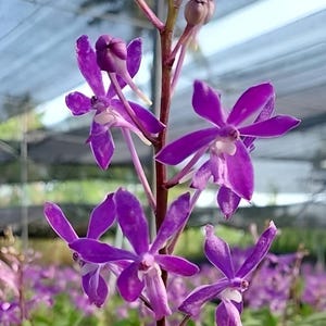Van. Charm x Van. Lou Sneary, Fragrant orchid, Miniature orchid, Blooming Size, Hybrid Orchid - Live plant Pink Purple Flower