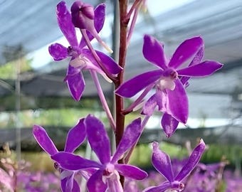 Van. Charm x Van. Lou Sneary, Fragrant orchid, Miniature orchid, Blooming Size, Hybrid Orchid - Live plant Pink Purple Flower