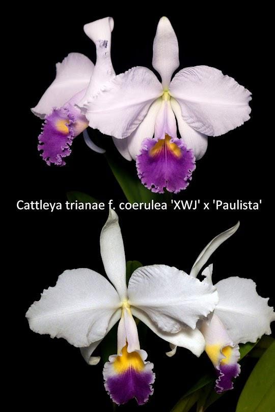 フランス産　アシナカコガネ　セット　Hoplia coerulea blue Coerulea - Etsy