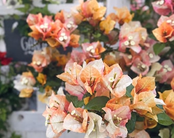 Rare Bougainvillea - Chitra Golden 浅彩虹 - 2 Gal Live Plant - White Yellow Orange Pink Green Multicolor Color-Changing Variety - Prolific