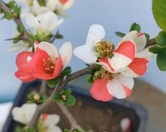 Japanese Flowering Quince 'Changshoubao' 长寿宝, 1.5-2gal Live Plant, Multi-Color Quince Bonsai, Chaenomeles speciosa, Variegated Form