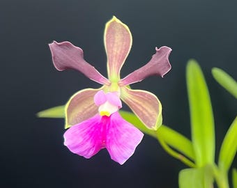Encyclia Rioclarense (Enc. cordigera x Enc. randii), Fragrant, Blooming size, Purple Brown Flowers, Hybrid Orchid - Live Plant
