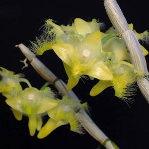 Dendrobium roslii, Blooming Size, Yellow Fuzzy Flowers, Species Orchid - Live Plant