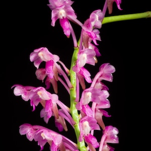 Aerides leeana / Aerides jarckiana, Fragrant, Blooming size, Dard Pink Flowers, Species Orchid - Live Plant