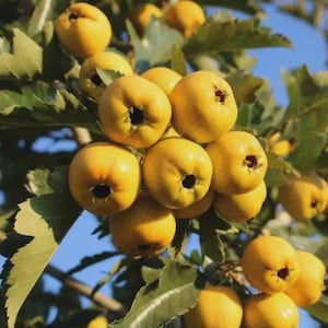 May include: Close-up of a tree branch laden with ripe, yellow fruit. The fruit has a round shape with a dark spot at the base. Green leaves surround the fruit against a clear blue sky. The image captures a natural, outdoor scene.