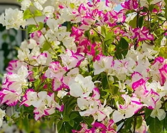 Rare Bougainvillea 'Coconut Ice' 椰子冰, 2gal Live Plant, Pink White Blooms Vine Plant, Color Changing by Temperature! Fast-Growing, Easy Care