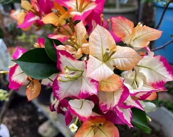 Rare Bougainvillea 'Sophia' 苏菲亚, 2-3gal Live Plant, vine plant, Purple, Orange, Pink & White Blooms, color changing, Fast-Growing, Easy Care