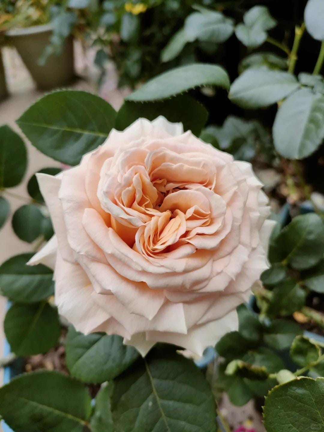 Rare Rose 'lady Capri' 卡普里夫人 Shrub Rose, 3-5gal Live Plant