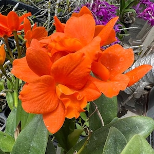 Rth. Hsinying Orange Nugget &#39;Orange Queen&#39;, Blooming size, Orange Flower, Hybrid Orchid - Live Plant