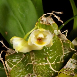 Dendrobium lamellatum, Miniature orchid, Blooming Size, White Yellow Colorful Flowers, Species Orchid