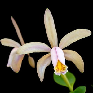 Cattleya forbesii, Fragrant, Blooming Size, Yellow Pink Flowers, Species Orchid - Live Plant
