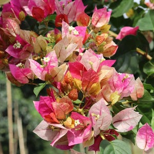 Bougainvillea Yellow Variegated - Etsy