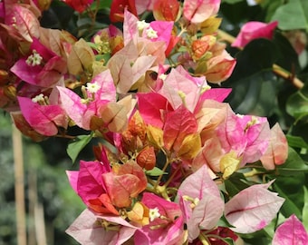Rare Bougainvillea 'Citra Golden Rao' 娆/金娆, 2gal Live Plant, Color Changing Yellow green Pink White Vine Plant, variegated leaf Fast Growing