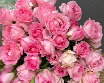 Rare Rose【Rien Rose】, Popular  Rose (绊), 2-3gal Live Plant, Shrub Rose, Pink Floribunda, Strong Fragrance, Kawamoto Rose