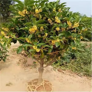 Osmanthus fragrans var. thunbergii ‘Jin Gui’ (Golden Osmanthus) 金桂｜5gal｜4-Year Grafted｜Strong Tree-Form Structure｜Most Fragrant Variety